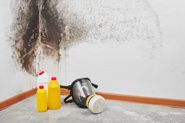 Best DIY Mold Remediation Support Services in Verdigris, OK
