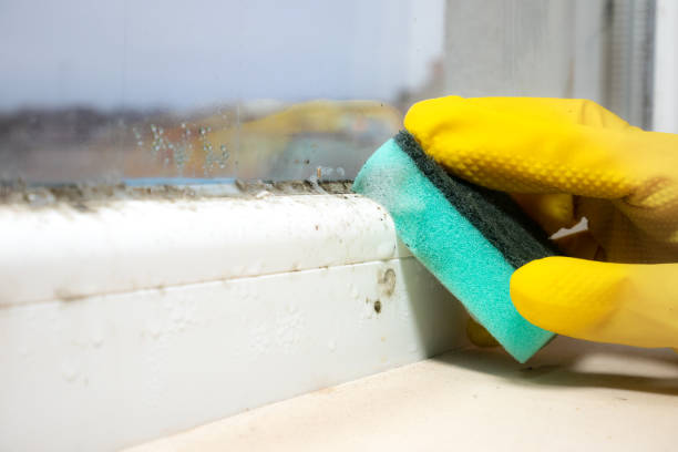Best Attic Mold Remediation in Verdigris, OK
