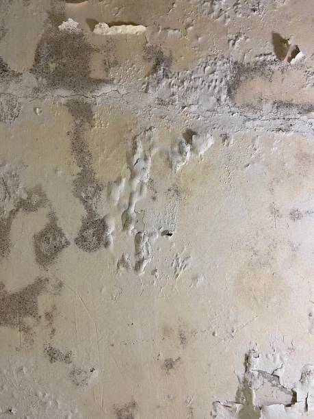 Best Kitchen Mold Remediation in Verdigris, OK