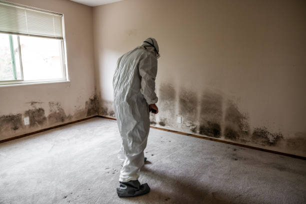 Best Localized Mold Remediation (e.g., coastal areas, humid climates) in Verdigris, OK